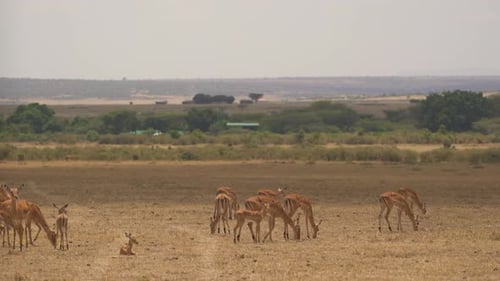 Gazelles Grazing on the African Plains