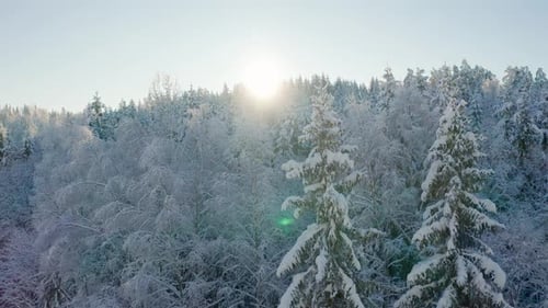 Flying Slow Direct Up Above Epic Snowy Forest in the Cold Winter Morning