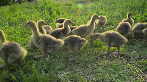 Kleine Gänschen fressen Gras auf einer traditionellen Geflügelfarm aus Freilandhaltung