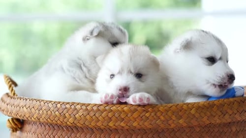 Three Cute Husky Puppies in a Basket