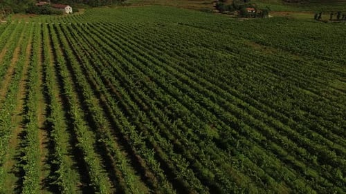 Vineyards Agriculture Farming