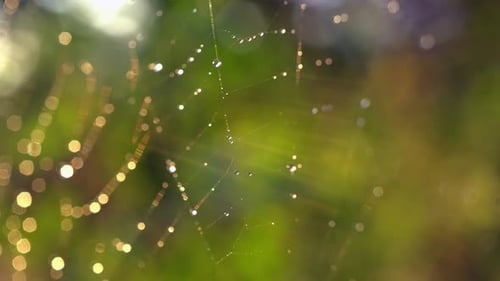 Wassertropfen im Internet bei Sonnenuntergang