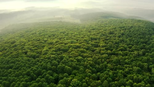 Aerial Green Pine Forest in Mountain. Drone Top Fly Over Green Pine Wood in Mountain in Summer Day.