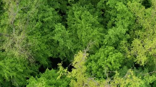 Green Forest