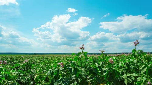 Field of flowering potatoes