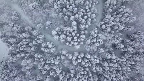 Winter forest nature snow-covered winter trees landscape. aerial photography .