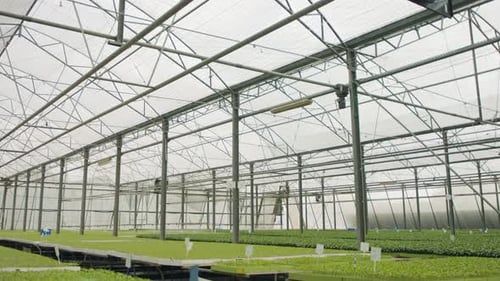 Seedlings Growing in an Industrial Greenhouse
