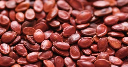 Red melon seed for lunar new year