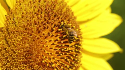 Bee Pollinating a Sunflower on a Summer Day