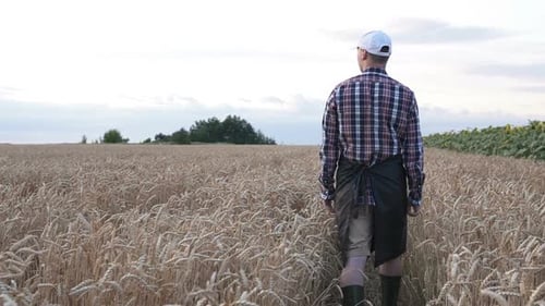 A farmer walks through a wheat field checking his harvest.