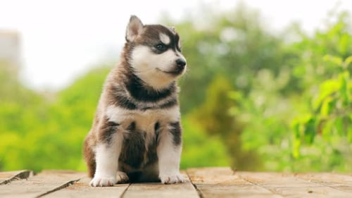 Cute Husky Puppy Sitting Outdoors on a Wooden Platform