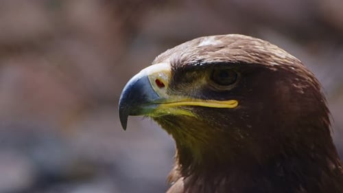 Animal Bird Eagle Close Up