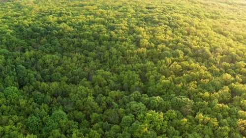 Forêt jaune couchant