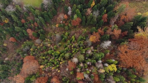 Aerial Drone Vertical Footage View: Flight over autumn colorful forest.