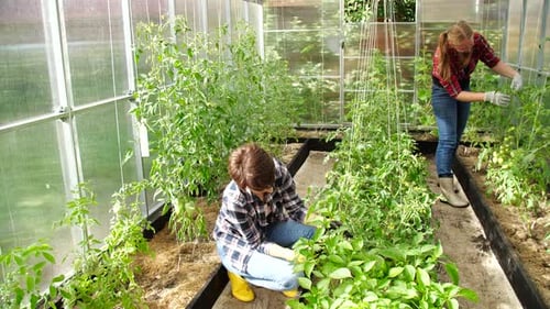 Women Gardening Tomato and Pepper Plants in Greenhouse