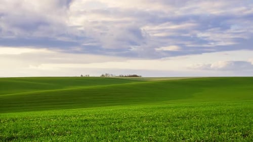 Natural Wheat Field Camera Movement to the Side