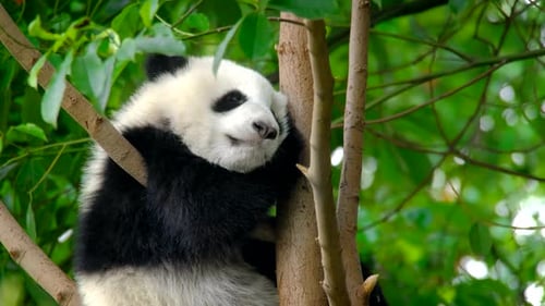 Young Panda Resting in Tree, Close Up