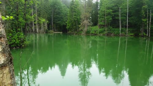 Magical Morning Misty Lake Dead Trees in Water Beautiful Swamp in Summer Season Aerial Nature