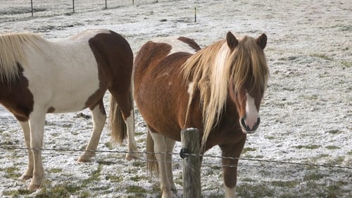 Portraits of an Icelandic Brown horses, close-up, Icelandic stallion posing in a field. Furry animal