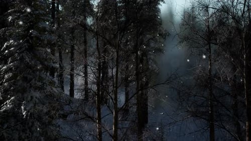 Misty Fog in Pine Forest on Mountain Slopes