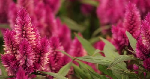 Celosia argentea, commonly known as the plumed cockscomb or silver cock's comb.