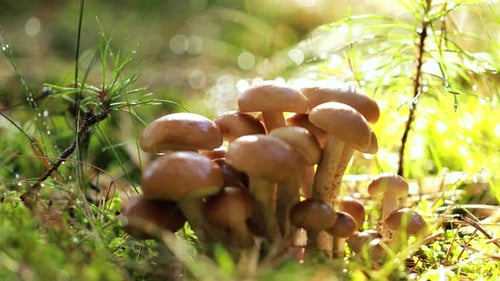 Armillaria Mushrooms of Honey Agaric In a Sunny Forest