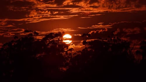 Sonnenuntergang hinter Bäumen