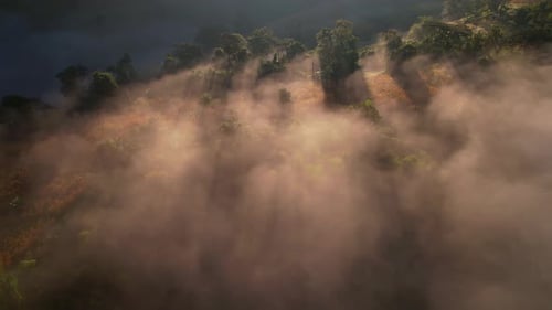 4K Aerial view of the misty sunrise in the forest. Tropical Rainforest in Thailand