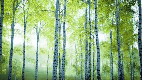 White Birch Trees in the Forest in Summer