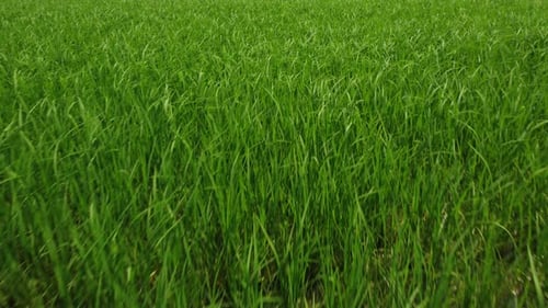 Rice Paddy Agriculture Field