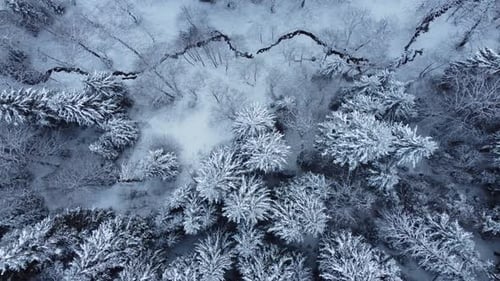 Above The Snowy Spruce Forest And River