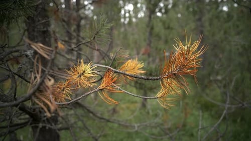 Details Von Kiefernzweigen In Einem Bergwald