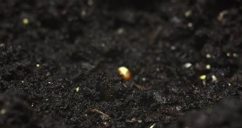 Time Lapse Growing Plant Burning New Life