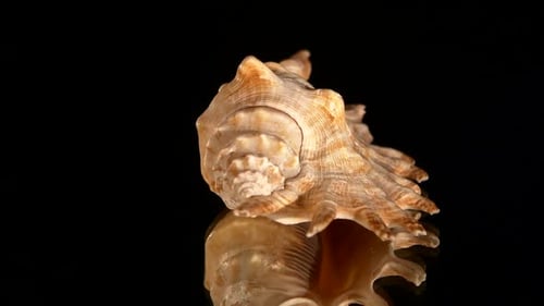 Magnifique coquillage sur fond noir, rotation, réflexion, gros plan
