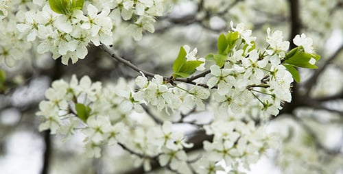 Spring Garden