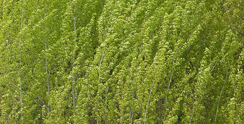 Spring Forest 03
