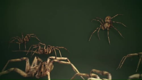 Dozens of big venomous spiders crawling across the dark green wall. Spider army.