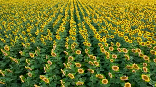 Aerial view over filed of sunflowers at sunset