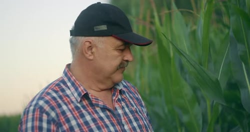 Man Examines Corn Crops in a Rural Field