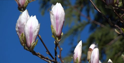 Magnolia Flowers On The Wind - 05