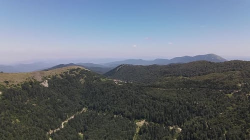 Bosque de montaña