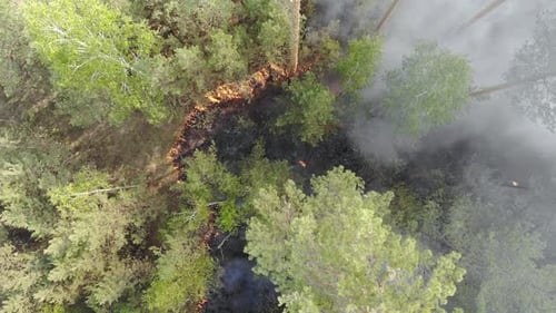 Top View of an Invincible Forest Fire