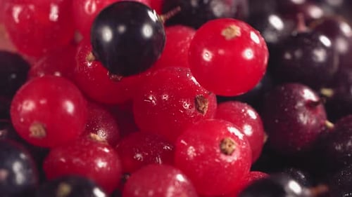 Fresh Red and Black Currants Falling Slowly