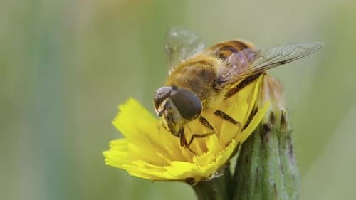 Bee Feeding on Bright Yellow Flower Nectar