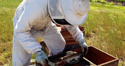 Beekeeper Inspecting Hive in Rural Setting
