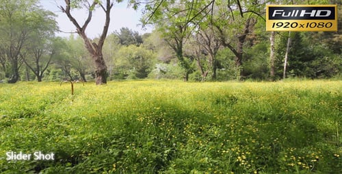 Yellow Flowers In The Green Nature
