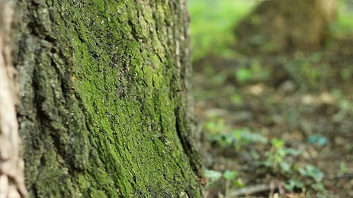 Shadows Flicker on Tree Moss