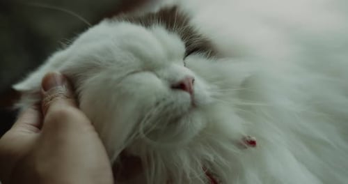 Close up hand of human playing with adorable cat, Slow motion shot