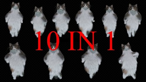 Ten Animated Dancing Fluffy Cats with Alpha Channel Pack