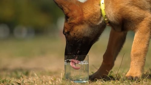 Cachorro bebiendo agua de un vaso, cámara ultra Cámara lenta